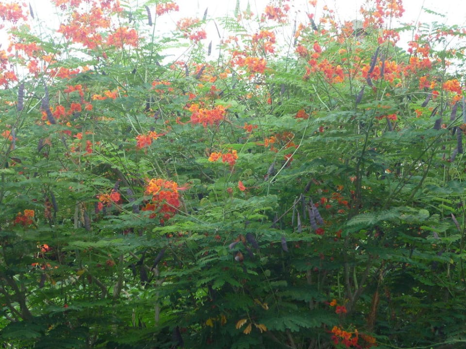 Dschungelgarten Hotel The Cottage