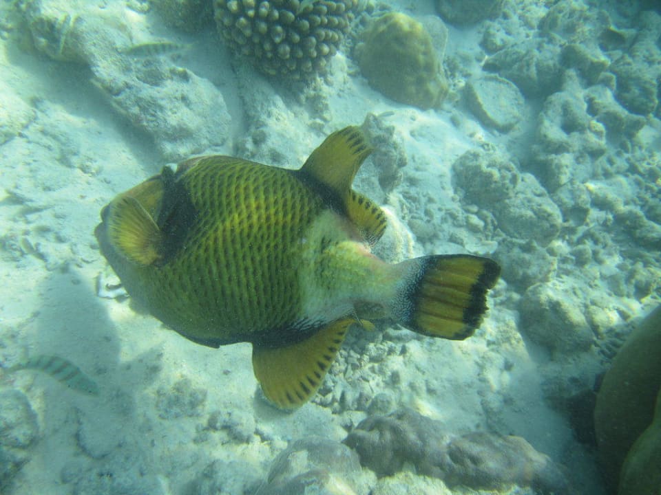 Drücker Adaaran Select Meedhupparu Island Resort - Premium All Inclusive