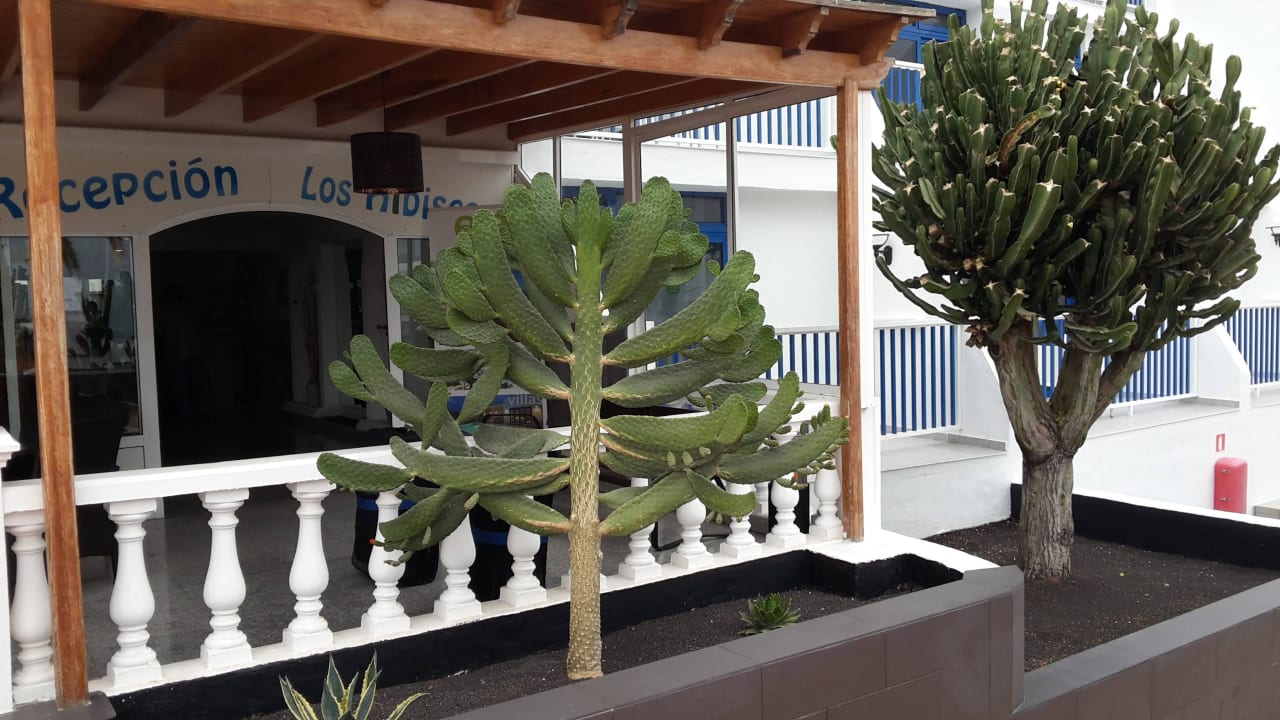 Aussicht vom Rezeption Ereza Apartamentos Los Hibiscos- Adults Only