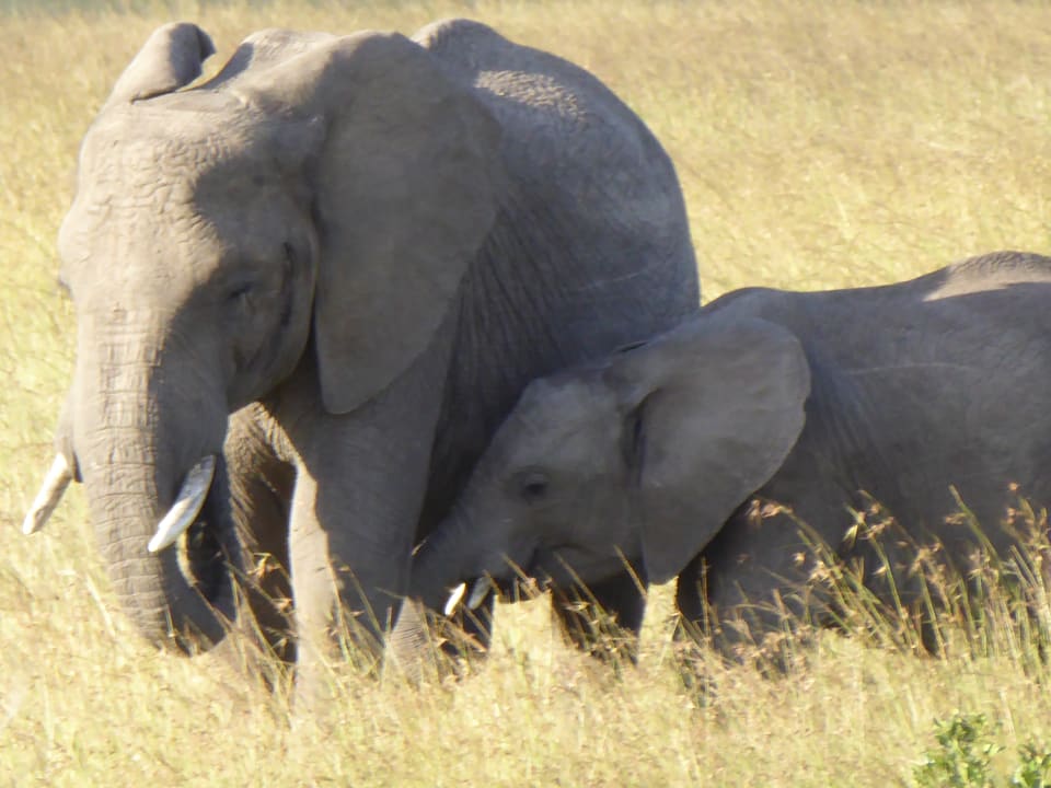 Sonstiges Royal Mara Safari Lodge