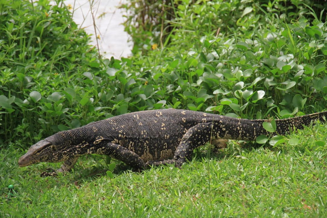 Haustier Avani Kalutara Resort