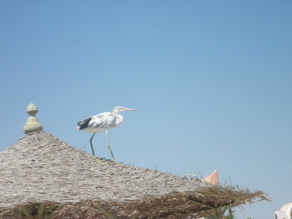 Fischreiher Shams Alam Beach Resort