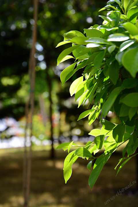 Delphin Imperial Hotel Delphin Imperial