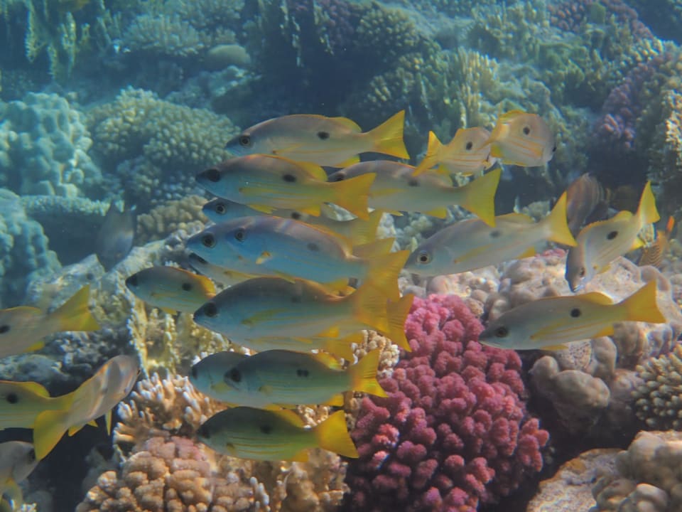 Strand Makadi Spa - Adults only