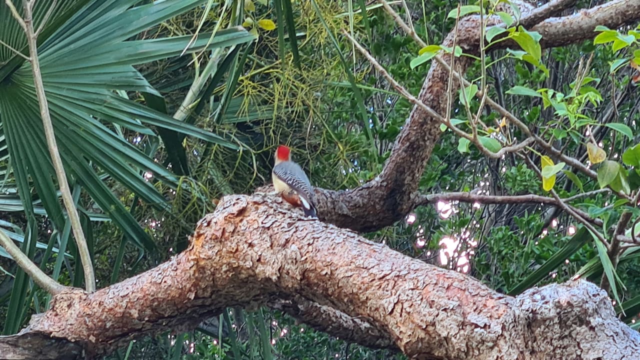 Gartenanlage Hotel Riu Playacar