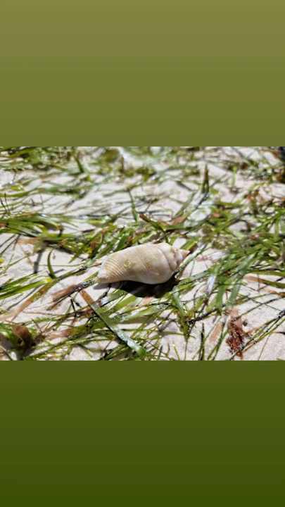 Strand Neptune Palm Beach Boutique Resort & Spa