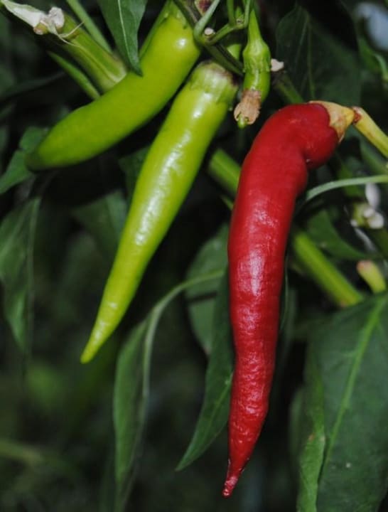 Hemera october 2010 Barut Hemera