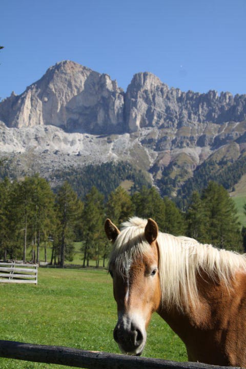 Haflinger Angerle-Alm