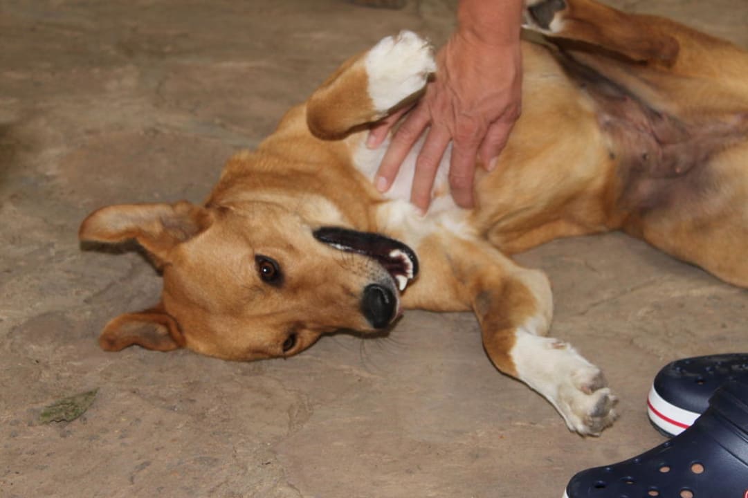 Socks Aruba-Mara Camp