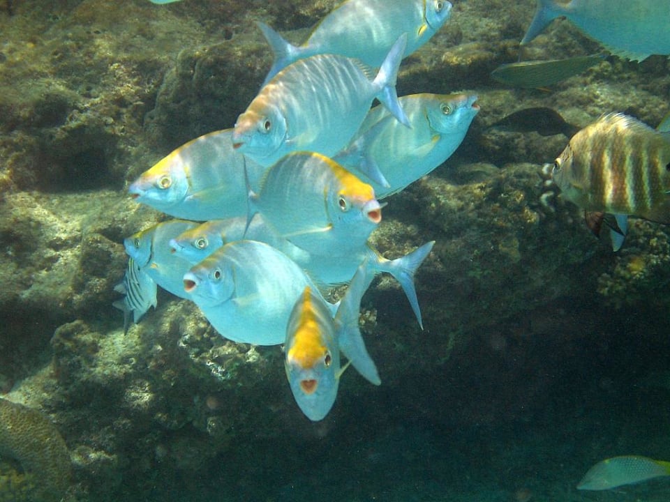 kurioser Fischschwarm Summer Island Maldives