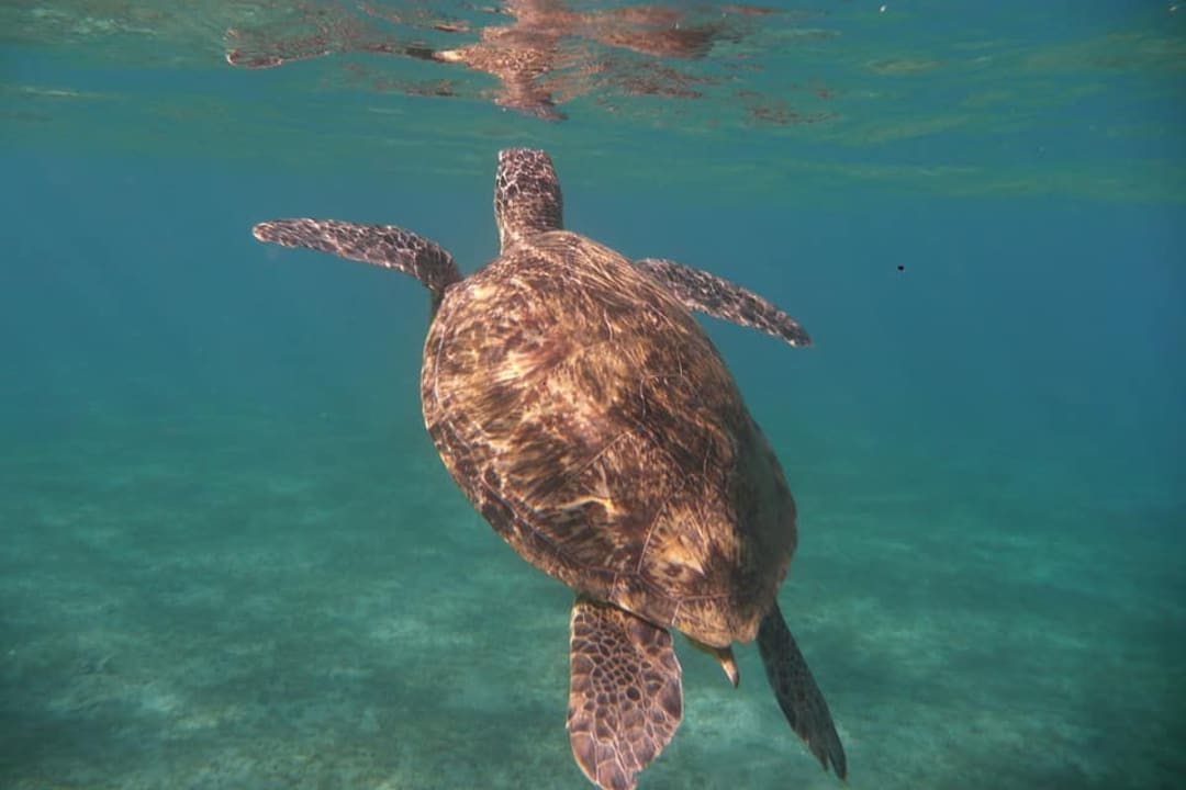 Sport & Freizeit Three Corners Sea Beach Resort