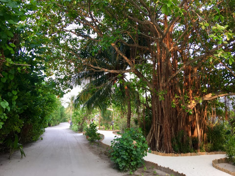 Gartenanlage Kuredu Island Resort & Spa