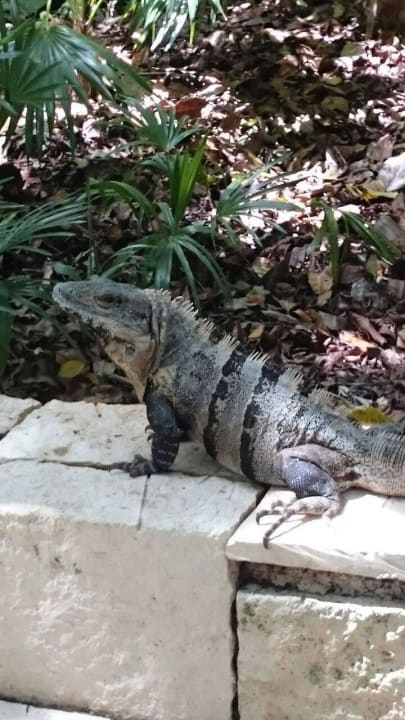 Leguan Catalonia Royal Tulum Beach & Spa Resort - Adults only