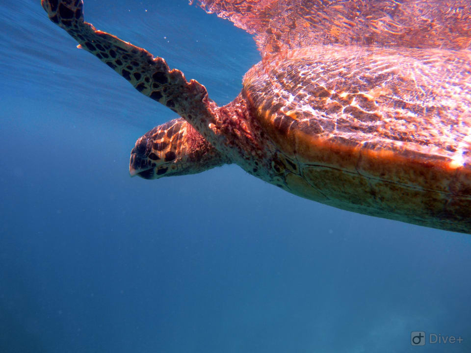 Sport & Freizeit Eri Maldives