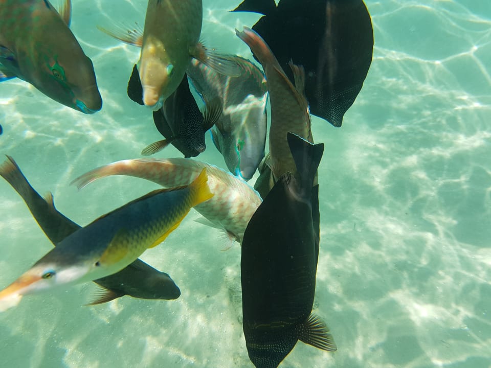 Sport & Freizeit Jaz Aquaviva