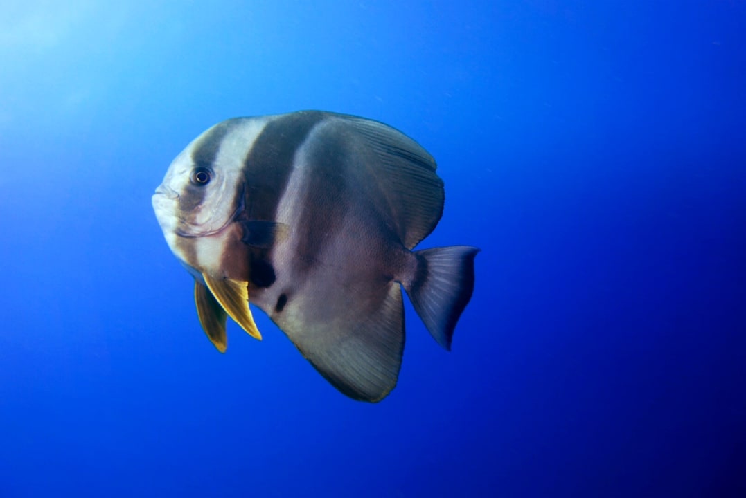 Sport & Freizeit NH Collection Maldives Havodda Resort