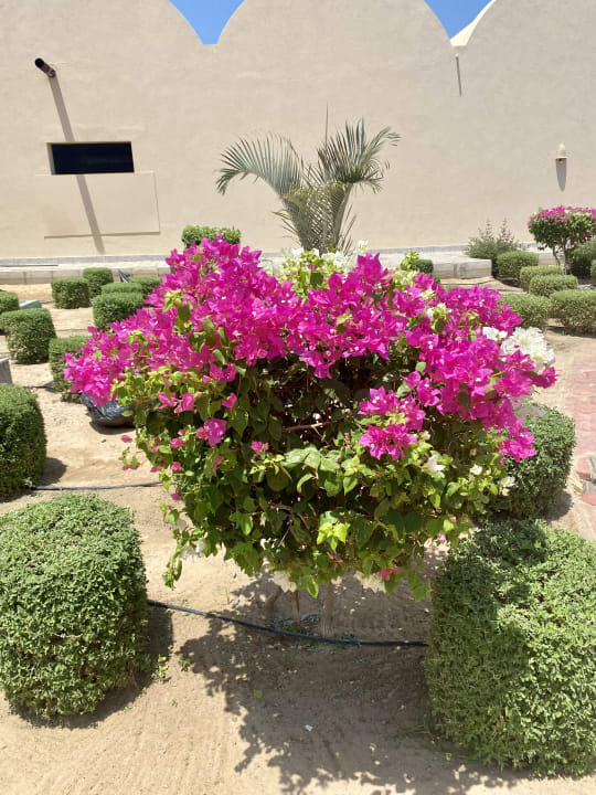 Gartenanlage Pickalbatros Villaggio Resort - Portofino