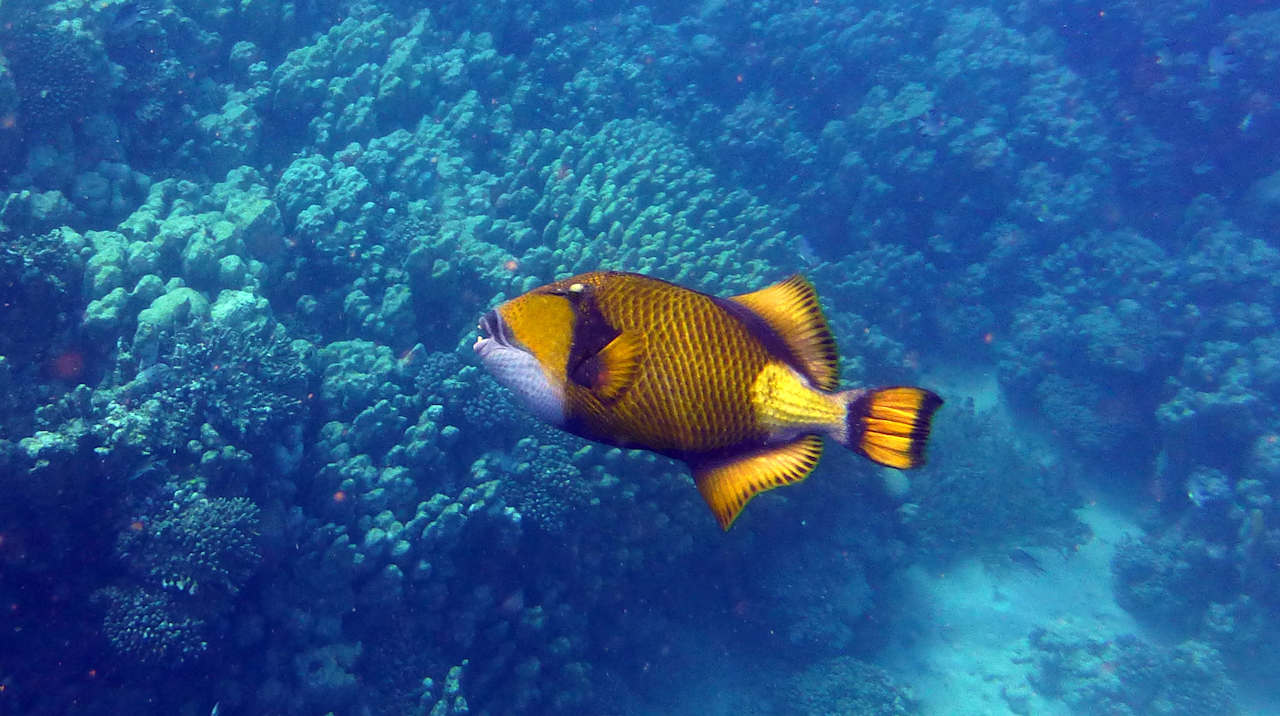 Sonstiges Shams Alam Beach Resort