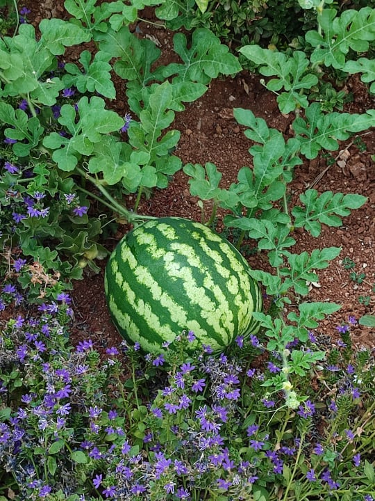 Gartenanlage Anissa Beach & Village