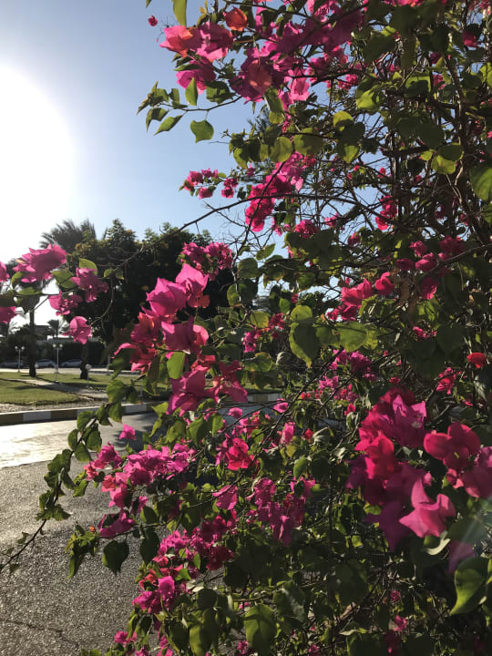 Gartenanlage Desert Rose