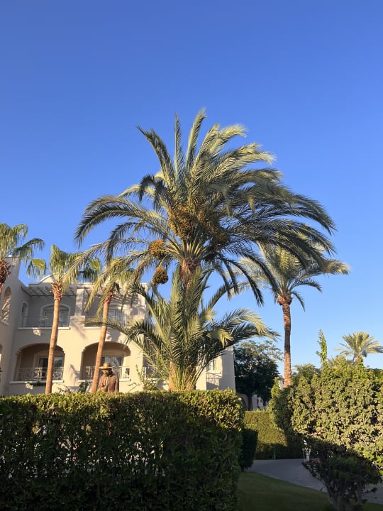 Gartenanlage Hotel JAZ Makadi Star & Spa