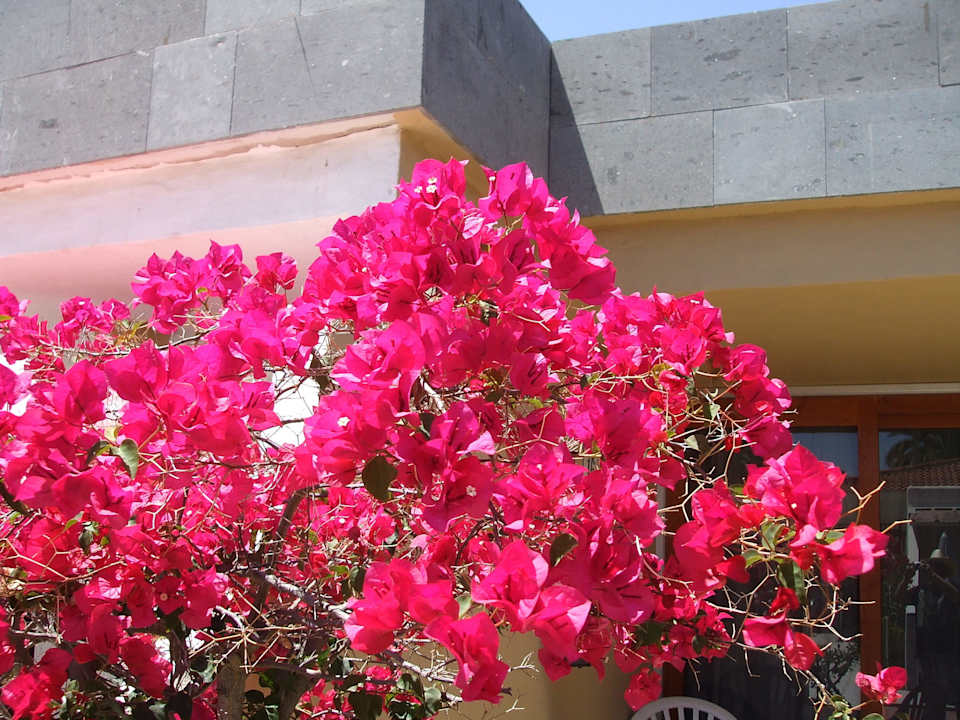 Überall blüht es HL Miraflor Suites Hotel