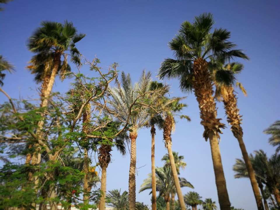 Gartenanlage Giftun Azur Resort