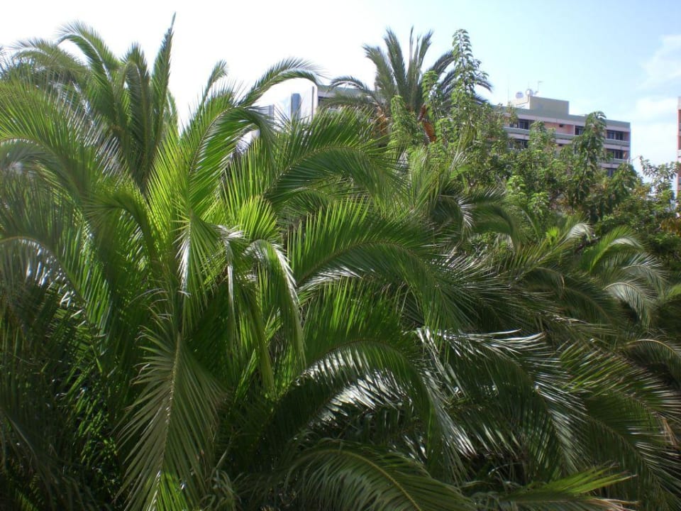 Zimmer 319 Abora Buenaventura by Lopesan Hotels