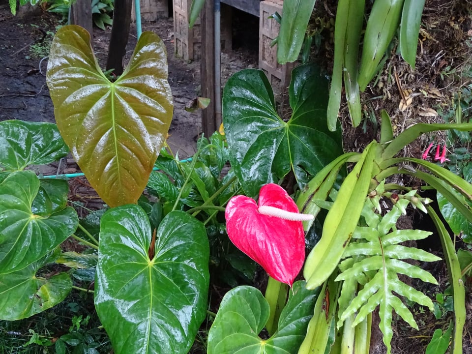 Gartenanlage Lac Hotel