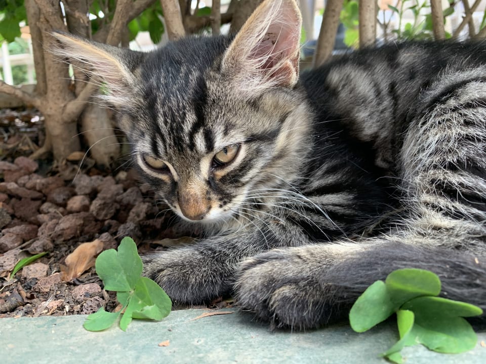 Sonstiges Labranda Alantur Resort