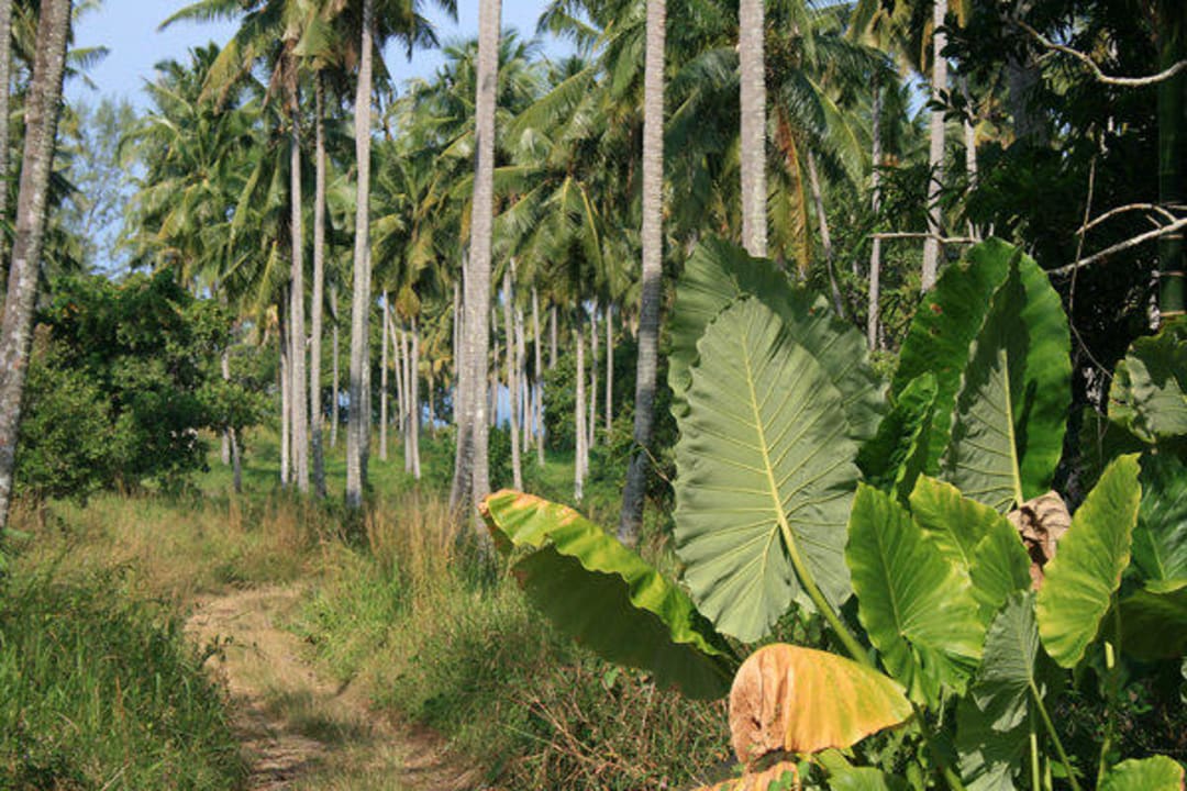 Weg zum Strand The Leaf on The Sands by Katathani