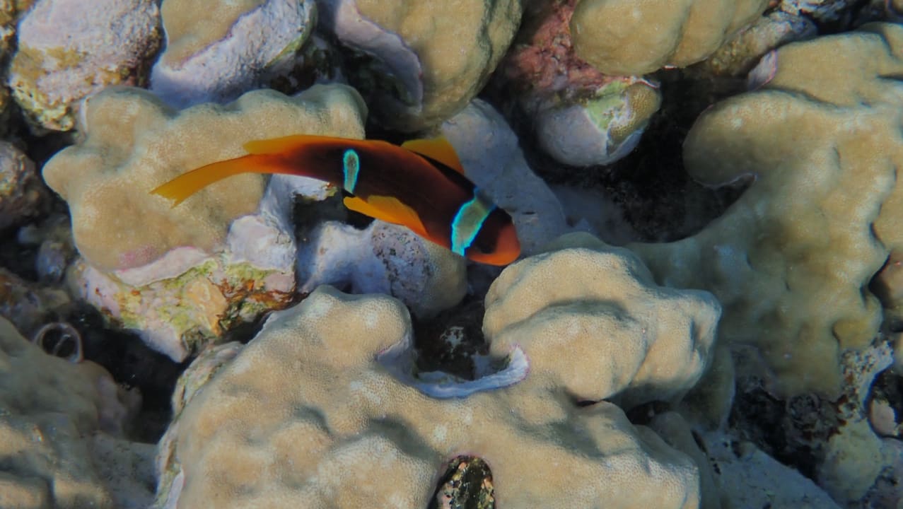 Sport & Freizeit Malikia Resort Abu Dabbab