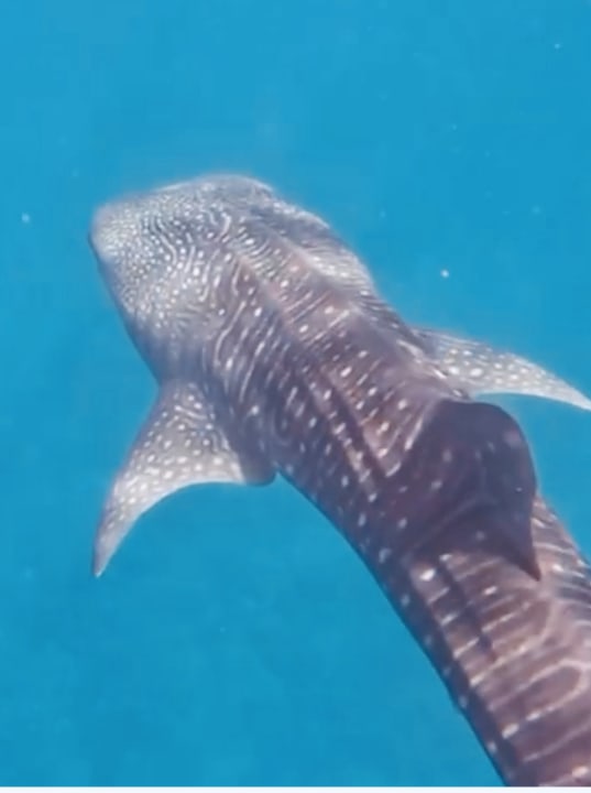 Sport & Freizeit Diamonds Thudufushi