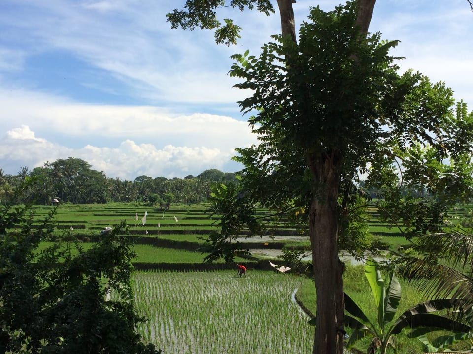 Ausblick auf Reisfeld The Ubud Village Resort & Spa