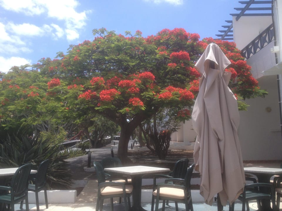 Poolbar Relaxia Olivina