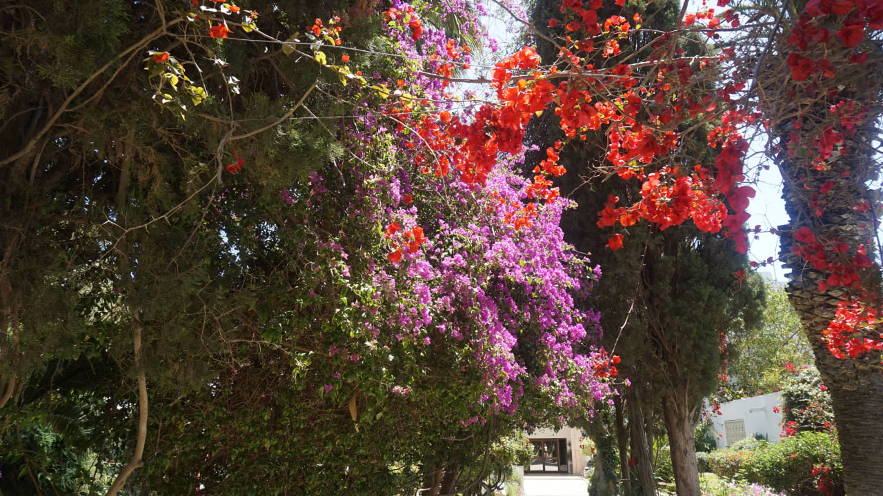 Die Blumenpracht ist unbeschreiblich The Orangers Beach Resort and Bungalows