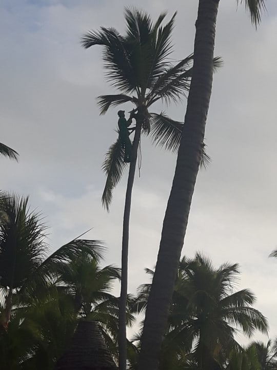 Gartenanlage Hotel Grand Palladium Palace Resort, Spa & Casino