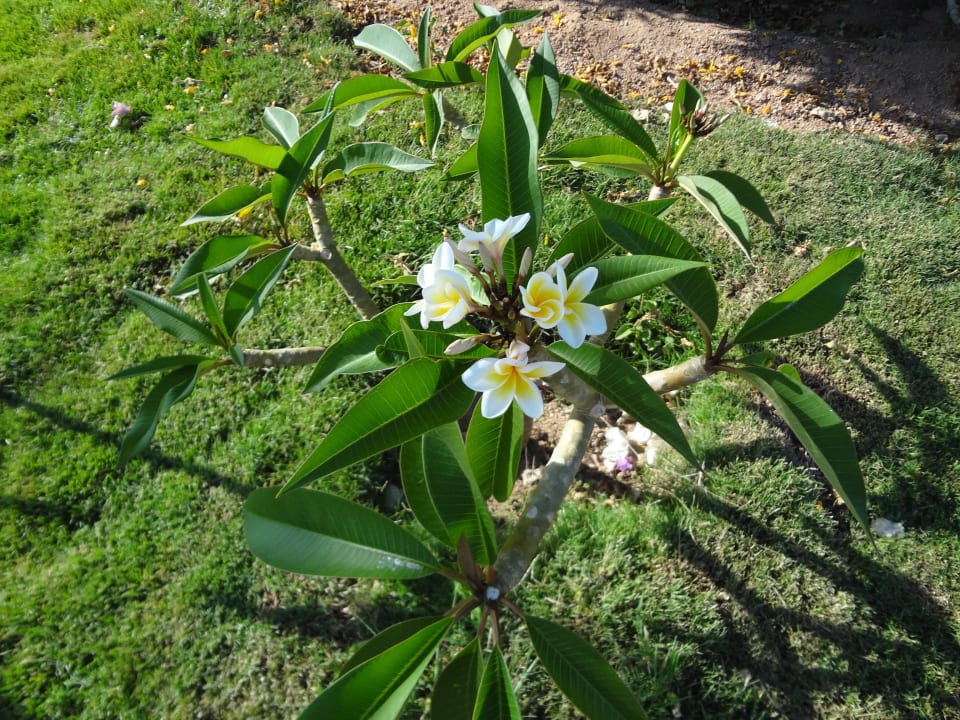 Какая красота!!! Regency Plaza Aqua Park & Spa