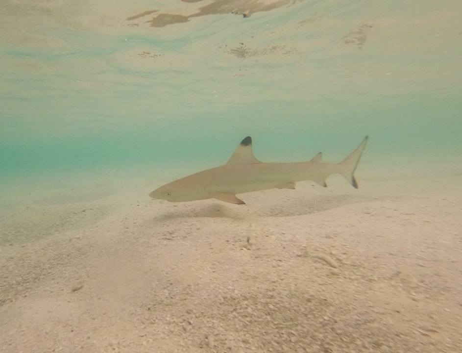 Strand Adaaran Select Meedhupparu Island Resort - Premium All Inclusive