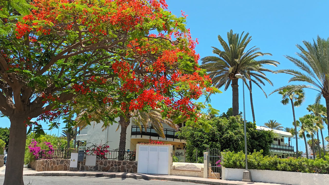 Außenansicht Nogal Appartements - Adults only