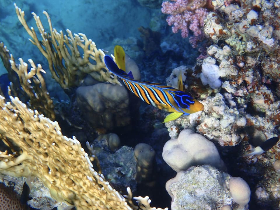 Sport & Freizeit Malikia Resort Abu Dabbab