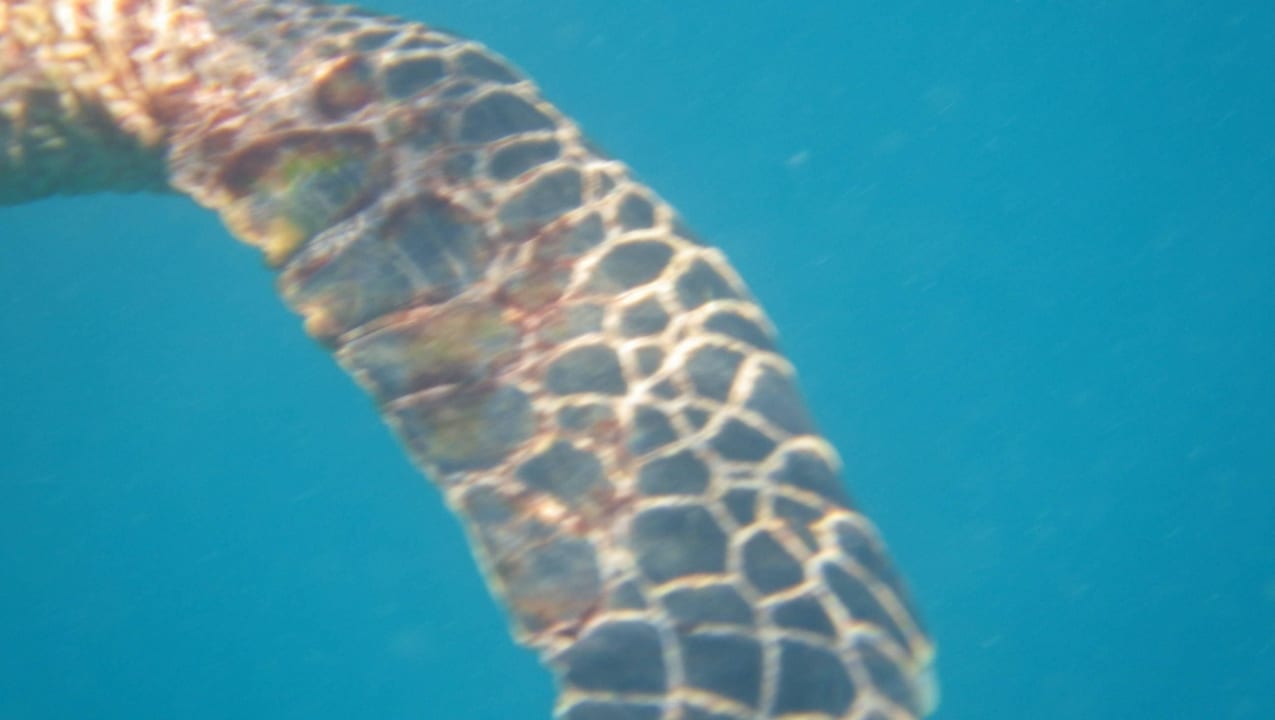 Beim Schnorcheln plötzlich entdeckt: Schildkröte Kuramathi Maldives