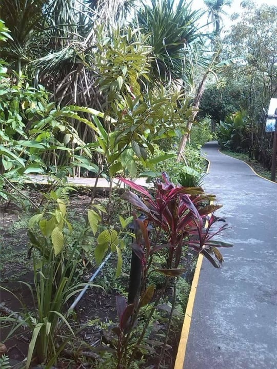 Gartenanlage Tortuga Lodge & Gardens