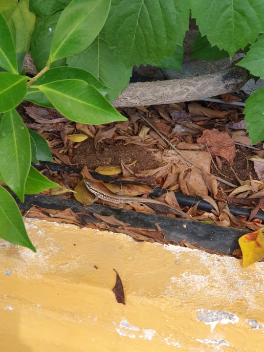 Gartenanlage Hane Family Resort