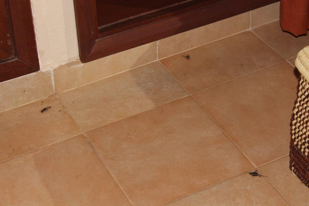 Und die hier auch noch  Ol Tukai Lodge