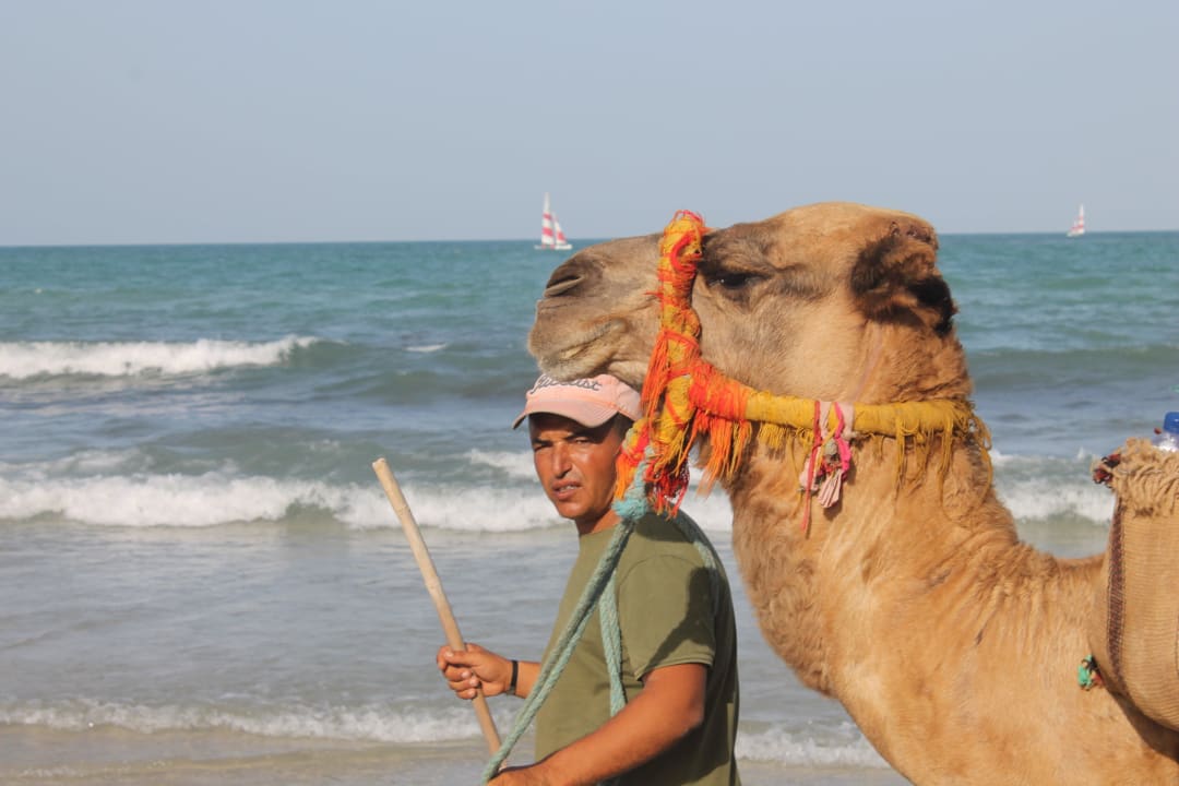 Toller Strand und natürlich Kamele TUI MAGIC LIFE Penelope Beach