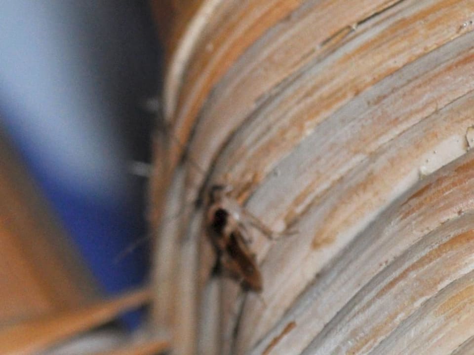 The baby cockroach in our water villa. Angaga Island Resort