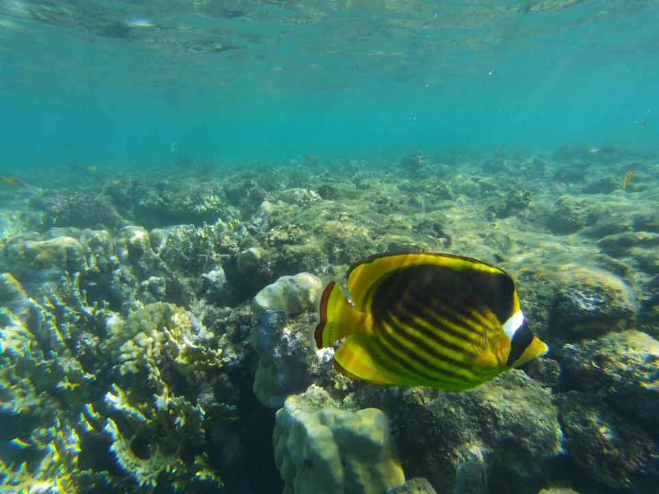 Strand Steigenberger Coraya Beach - Adults only