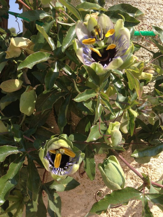 Gartenanlage Vivosa Apulia Resort