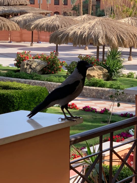 Sonstiges Jaz Makadi Oasis Resort